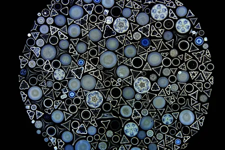 One-celled algae called diatoms are unique because their cell walls are made of transparent silica, like glass, allowing their internal patterns to be visible. Diatoms are key producers of atmospheric oxygen and uphold the aquatic food chain.