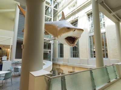 The Smithsonian National Museum of Natural History’s megalodon model is a 52-foot-long female based on a set of teeth discovered in the Bone Valley Formation in Florida. (Smithsonian Institution)