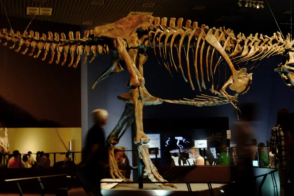 Scotty the dinosaur skeleton