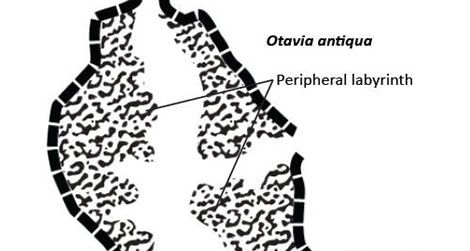 Otavia is globular or ovoid in shape.