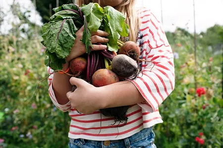 Beets can be used to dye fabric red or pink.