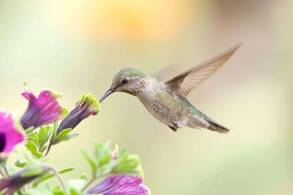 Hummingbird Flower