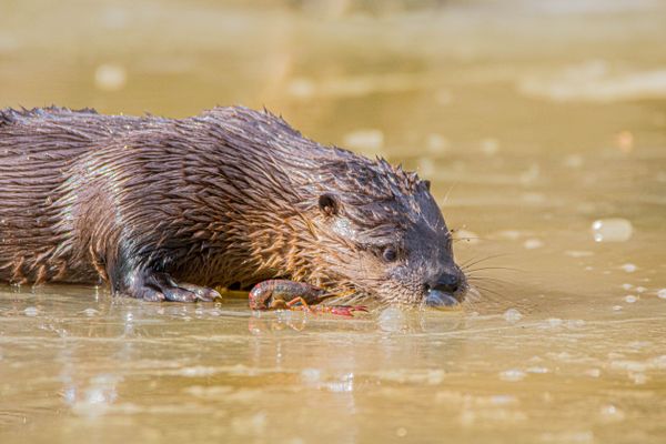 North American River Otter with crawfish thumbnail