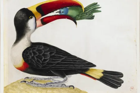 Maria Sibylla Merian, Untitled (Toucan), 1701–1705