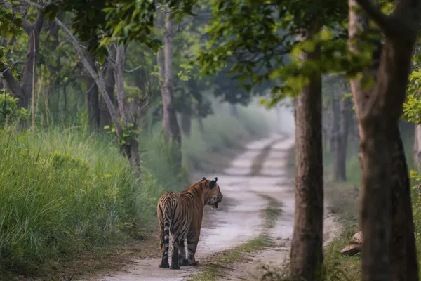 The meandering road thumbnail