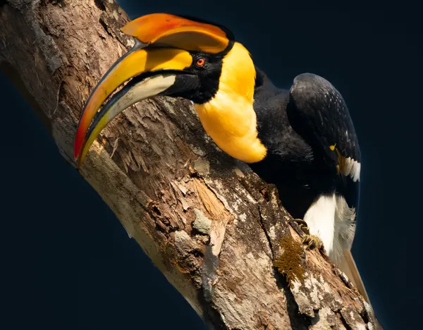 “A Hornbill staring from the tree.” thumbnail
