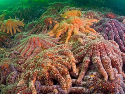 Sunflower sea stars are just one of 20 species affected. 