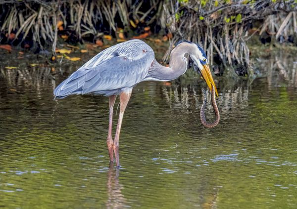 GREAT BLUE HERON WITH SNAKE thumbnail