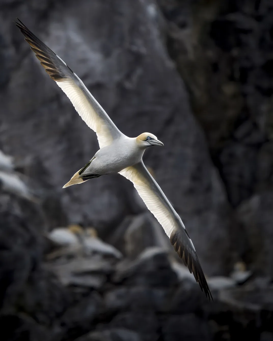 a seabird with a white body, light yellow head and black wing tips flies at an angle against a rocky background