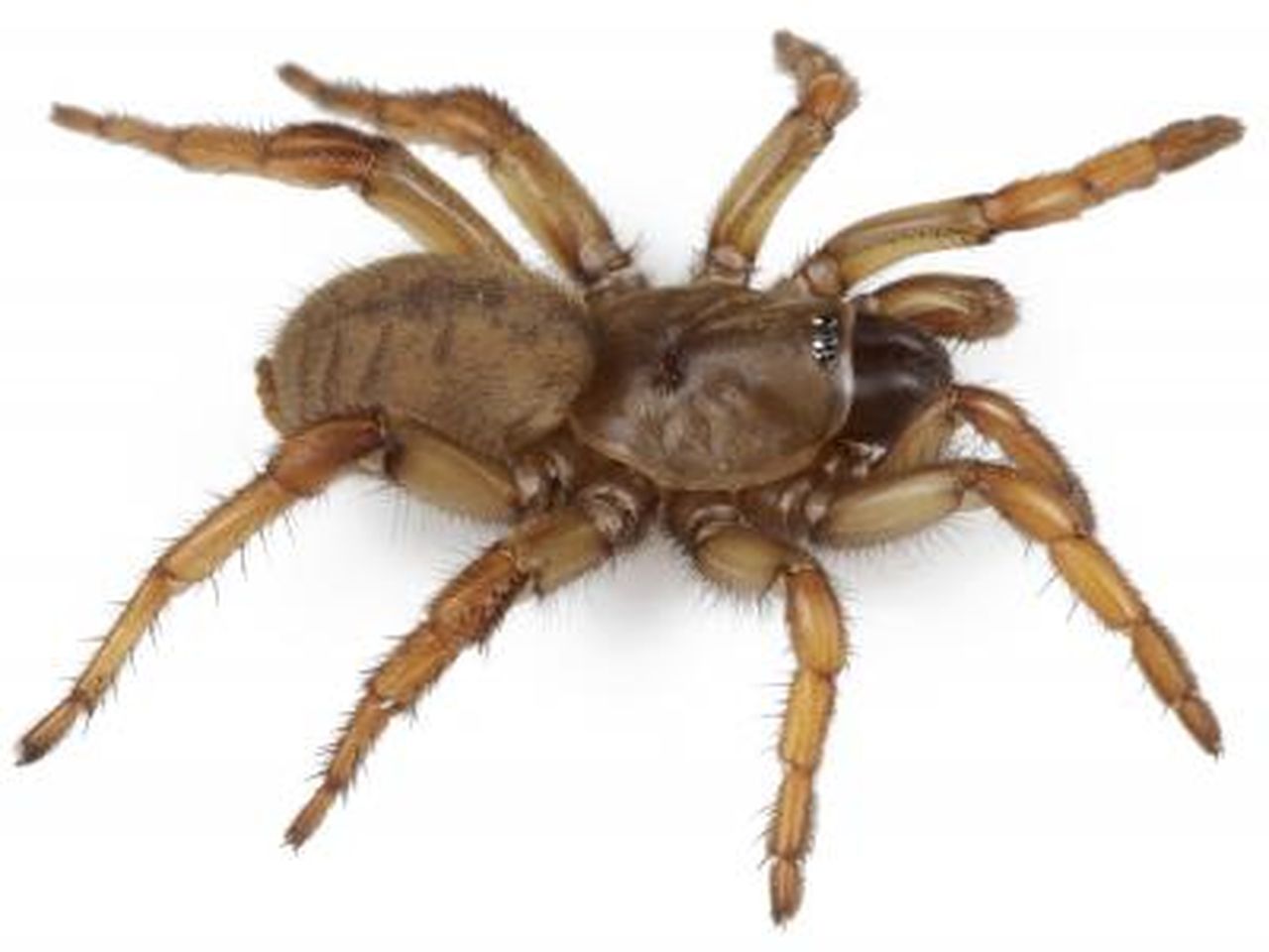 20121224091016spider.jpg