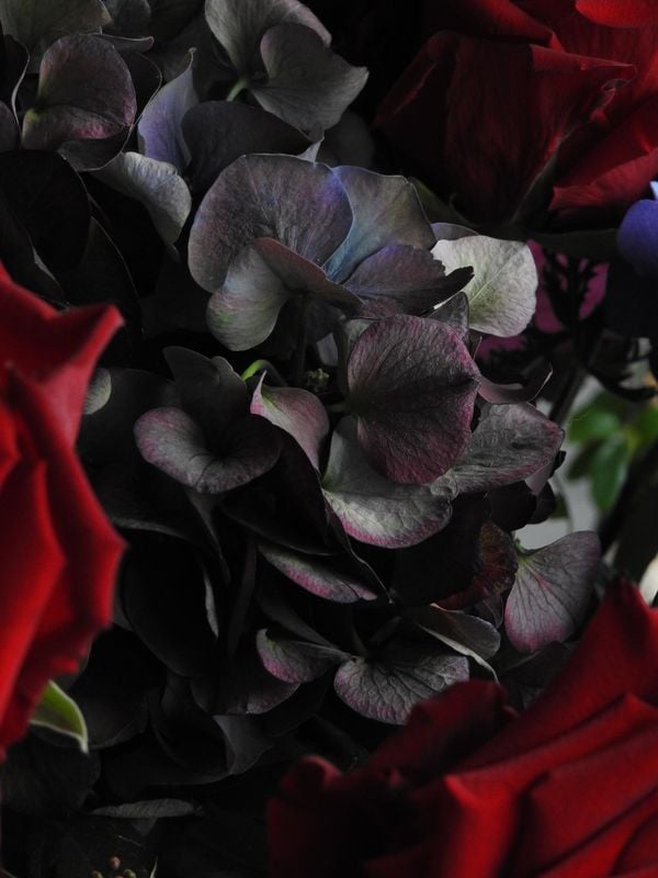A beautiful bouquet of hydrangea flowers. thumbnail