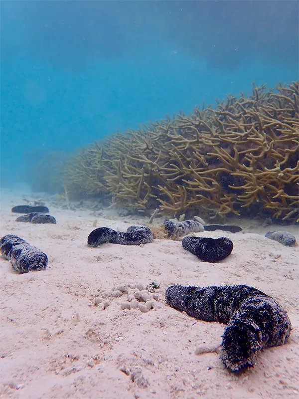 Sea Cucumbers