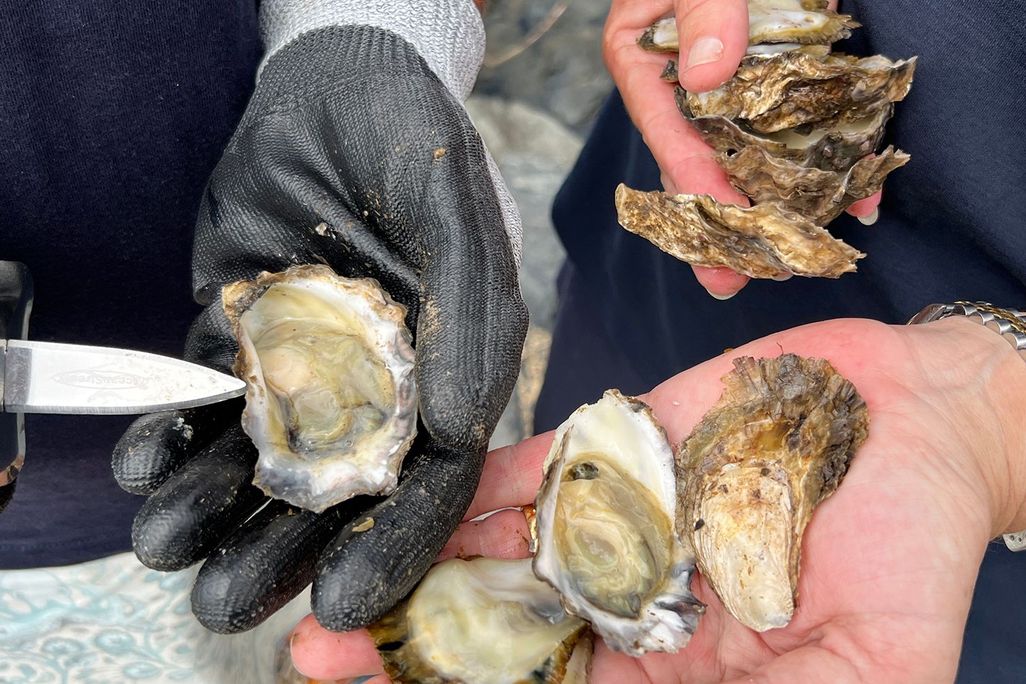 pair of hands holding oysters that have been shucked