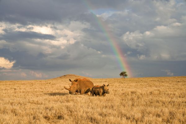 Rhinos and Rainbows thumbnail