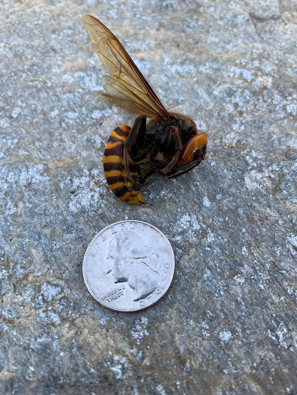 Dead Asian giant hornet