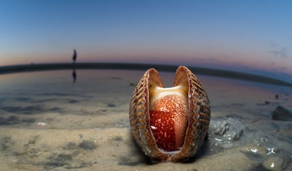 OPENER - A giant Atlantic cockle lies open on the beach in Fort Myers, Florida, while a beachcomber searches for shells in the background.