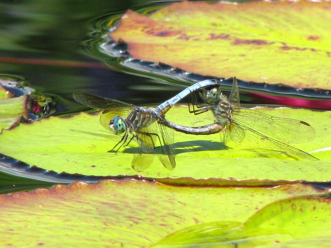 Dragonflies Mating Smithsonian Photo Contest Smithsonian Magazine 