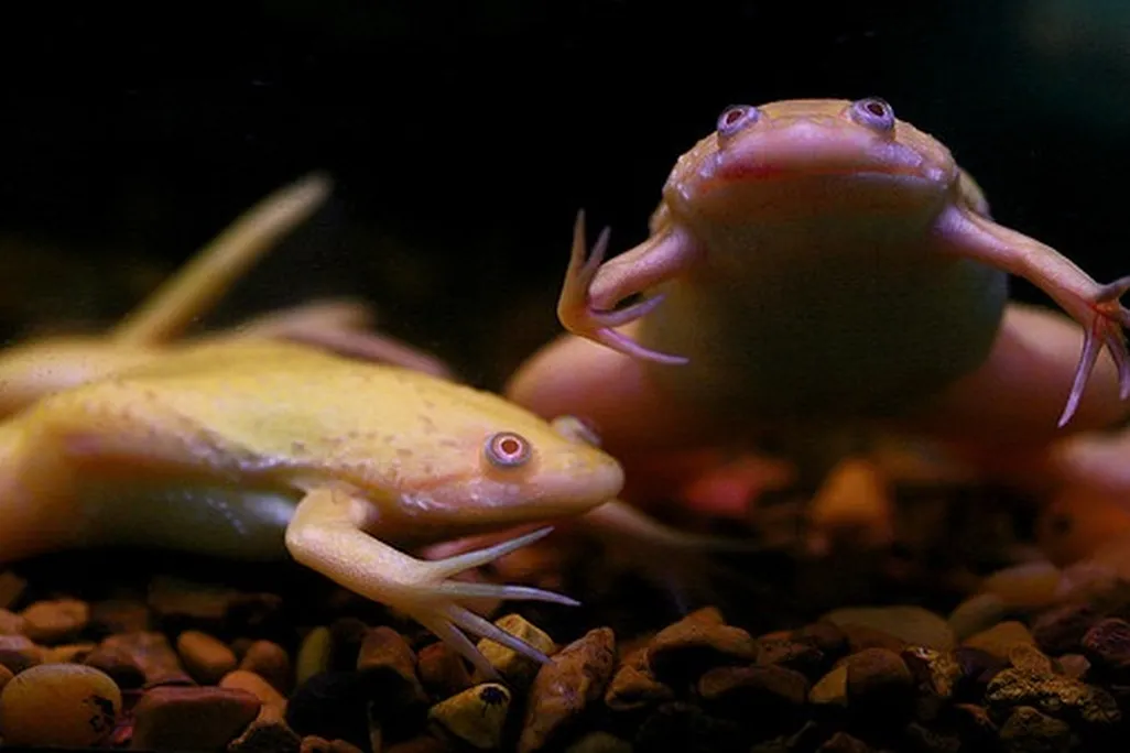 20130516025025african-frogs.jpg