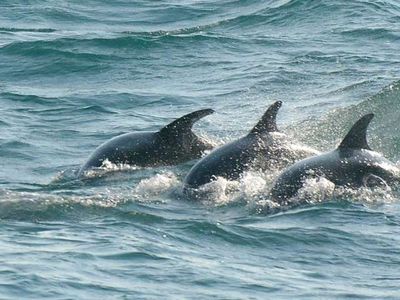 English dolphins gliding through their home turf