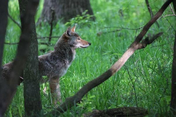 Male Coyote at Sundown thumbnail