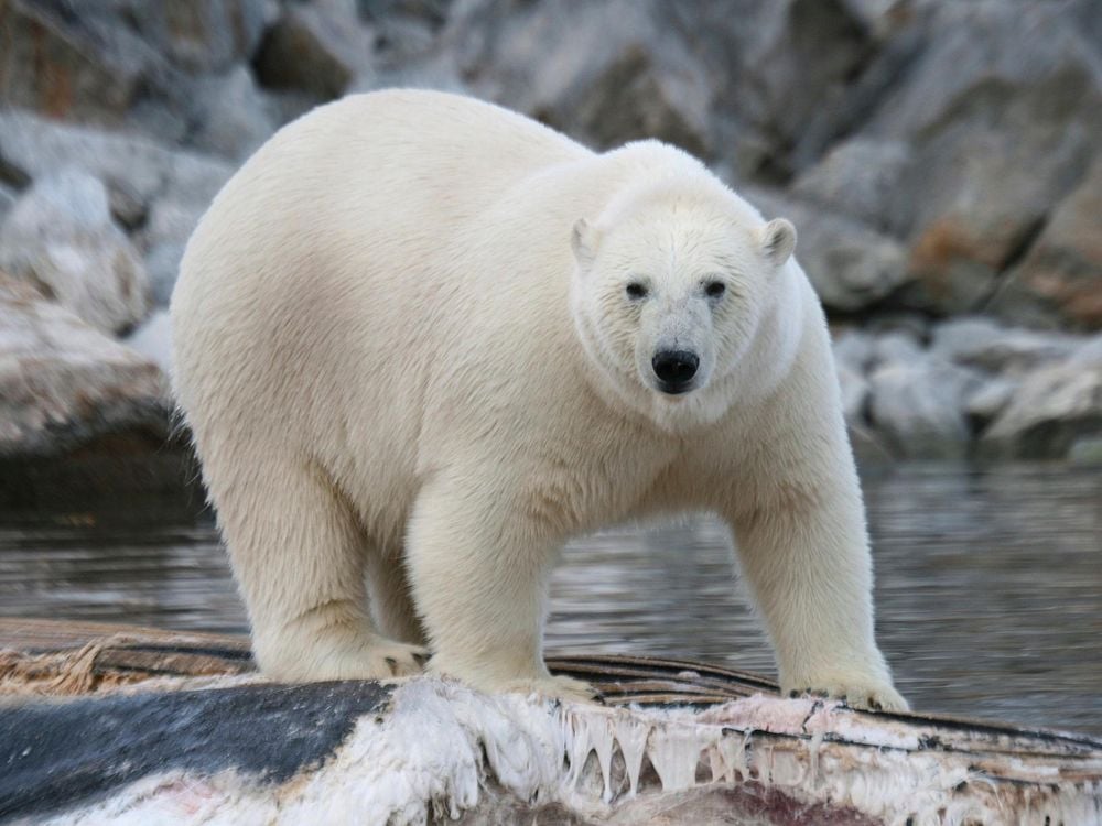 images of polar bears eating