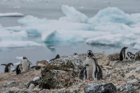 Gentoo penguins may become more numerous in parts of Antarctica that were once too icy for the temperate birds.&nbsp;