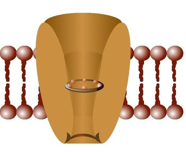 The TRVP4 molecule