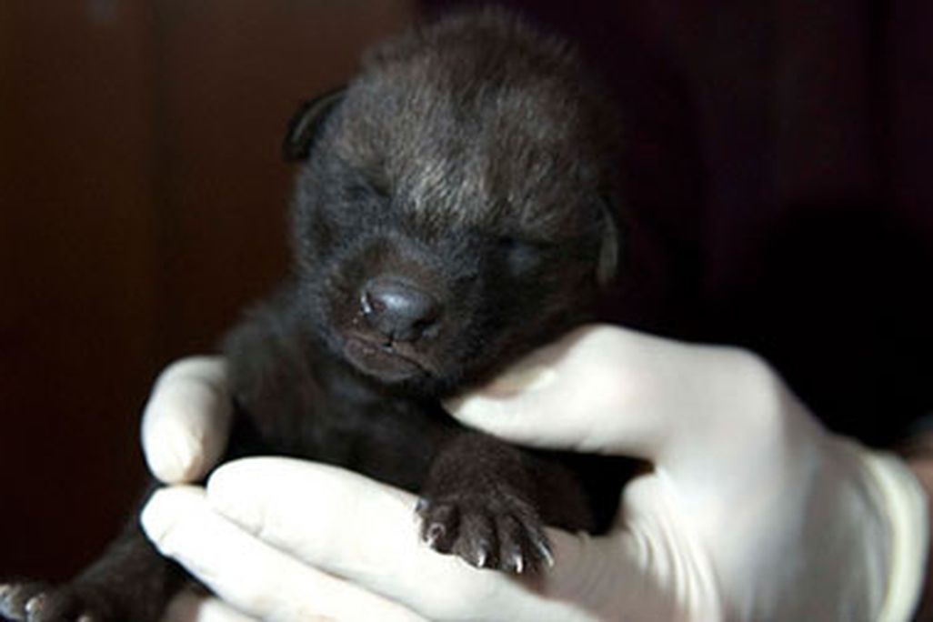 20120131020002wolfpup-zoo-baby-1-small.jpg