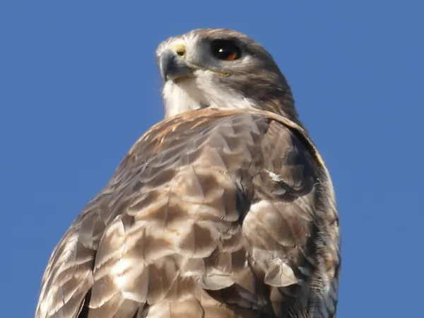 Red Tailed Hawk Looking Out; Over a Field. thumbnail