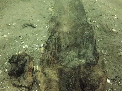 A 3,000-year-old canoe at the bottom of Lake Mendota