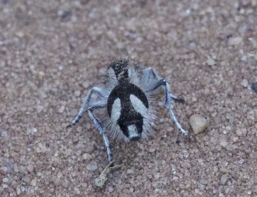 a velvet ant on the ground