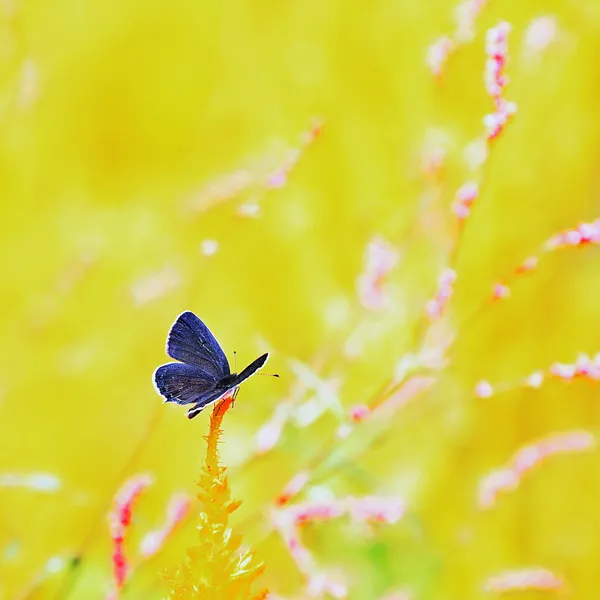 Guest in Ancient Garden thumbnail