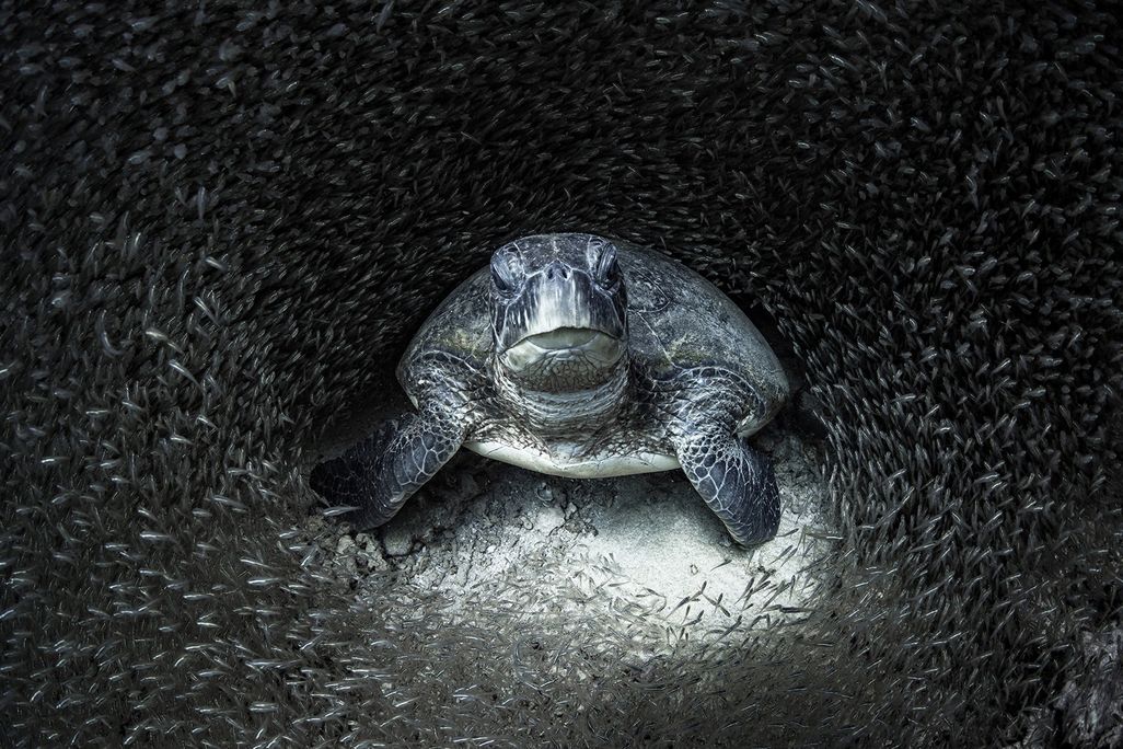 A green sea turtle surrounded by a swarm of small glass fish