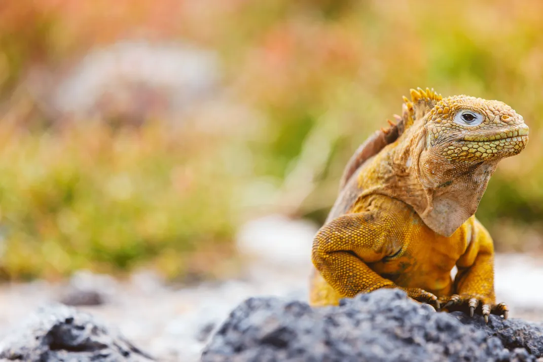 Land iguana on the Galápagos Islands
