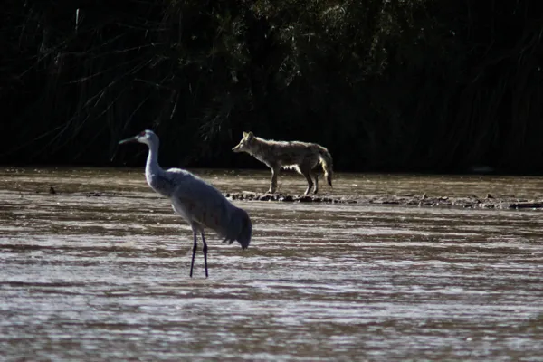 Coyote vs Crane thumbnail