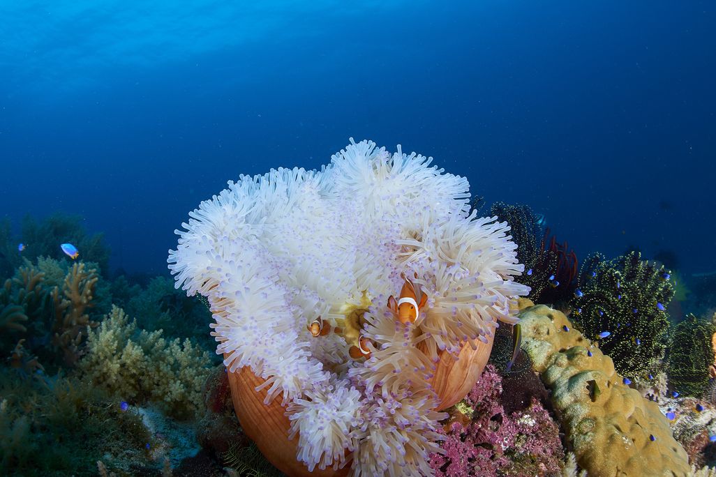 Anemone and a clownfish