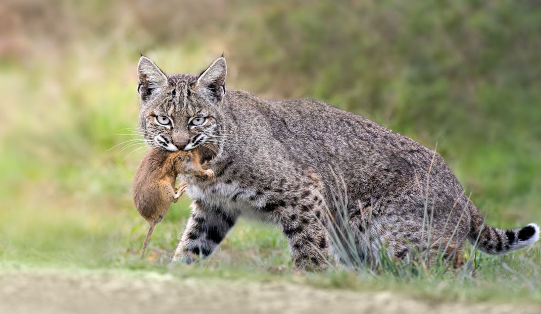 A Bobcat in Point Reyes | Smithsonian Photo Contest | Smithsonian Magazine