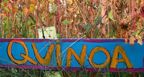 In celebration of Bolivia’s culture, the American Indian Museum is holding a quinoa festival this week.