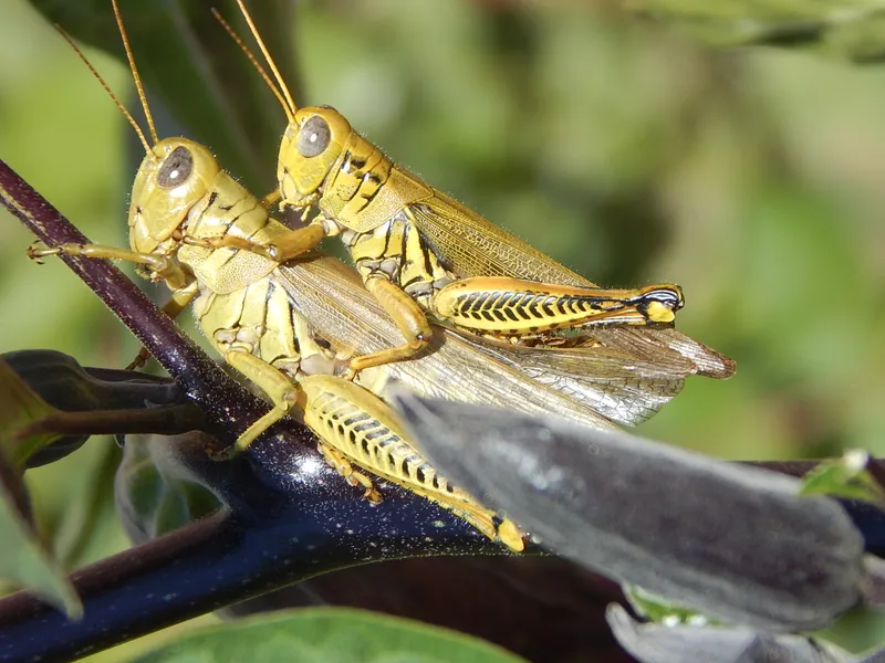 Mating Grasshoppers Smithsonian Photo Contest Smithsonian Magazine