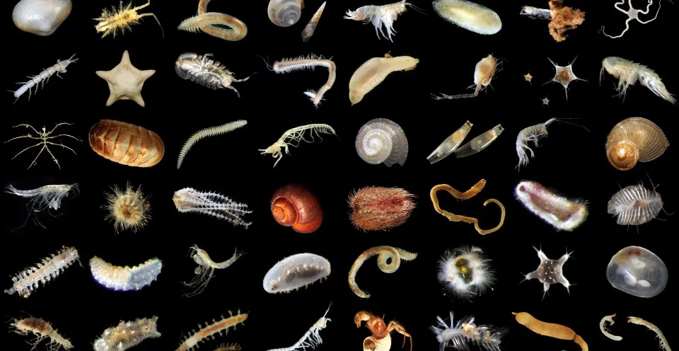 images of deep-sea creatures