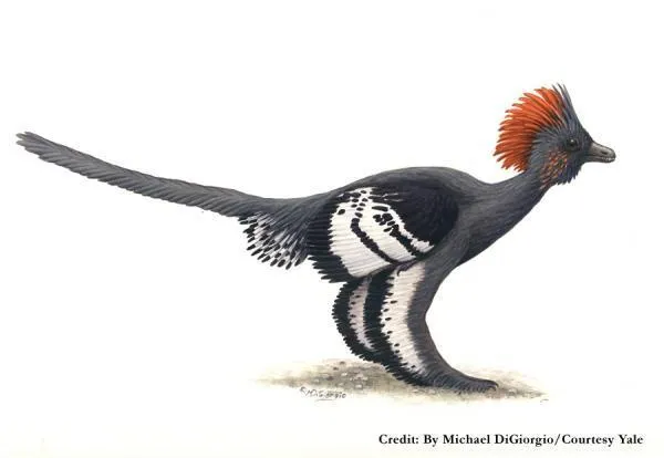 20110520083205Anchiornis-colors.jpg