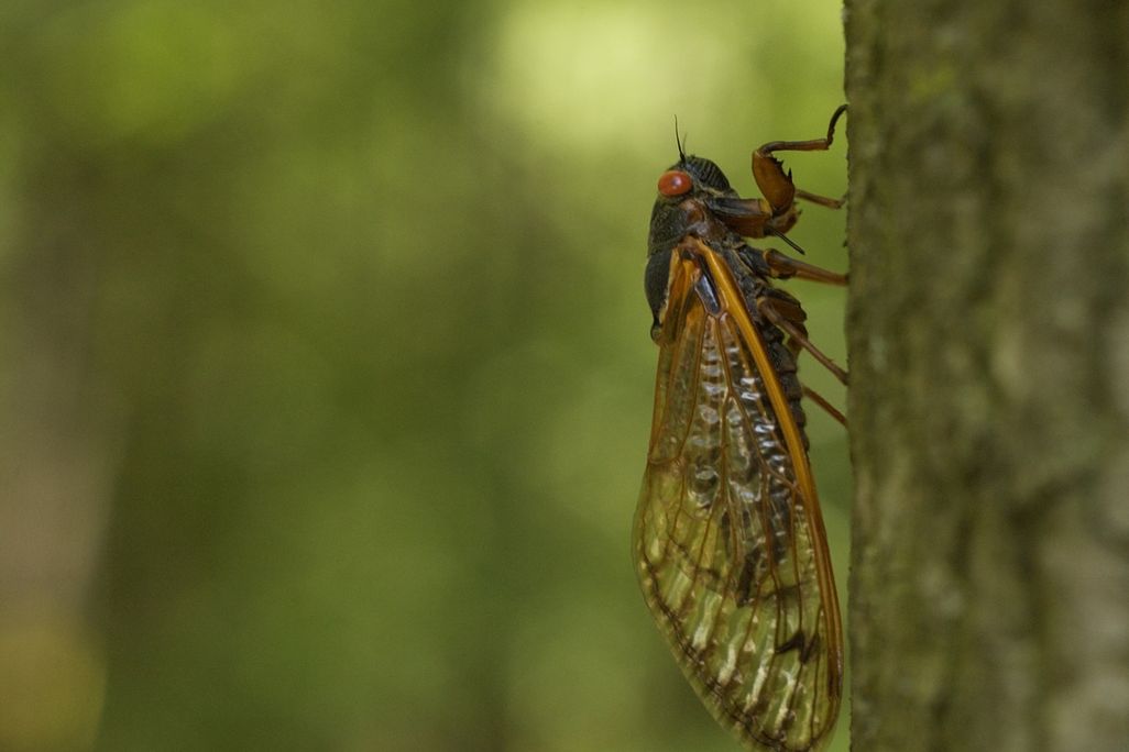 a cicada on a tree