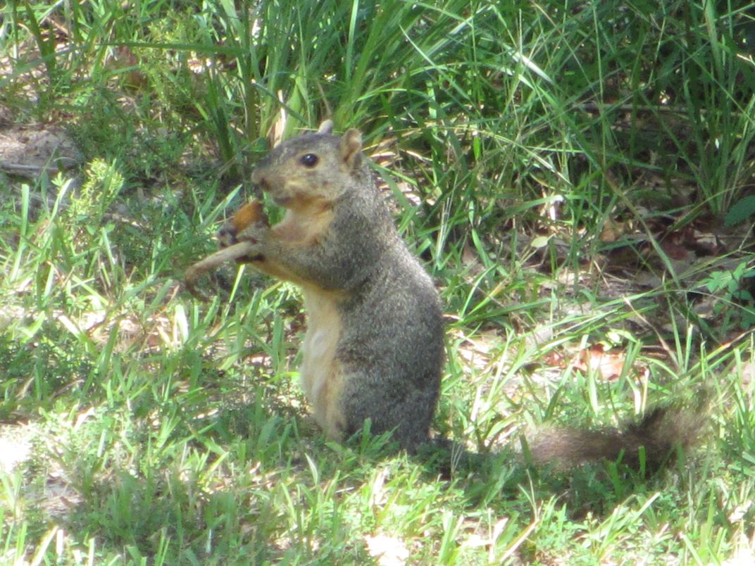Snacking Squirrel | Smithsonian Photo Contest | Smithsonian Magazine