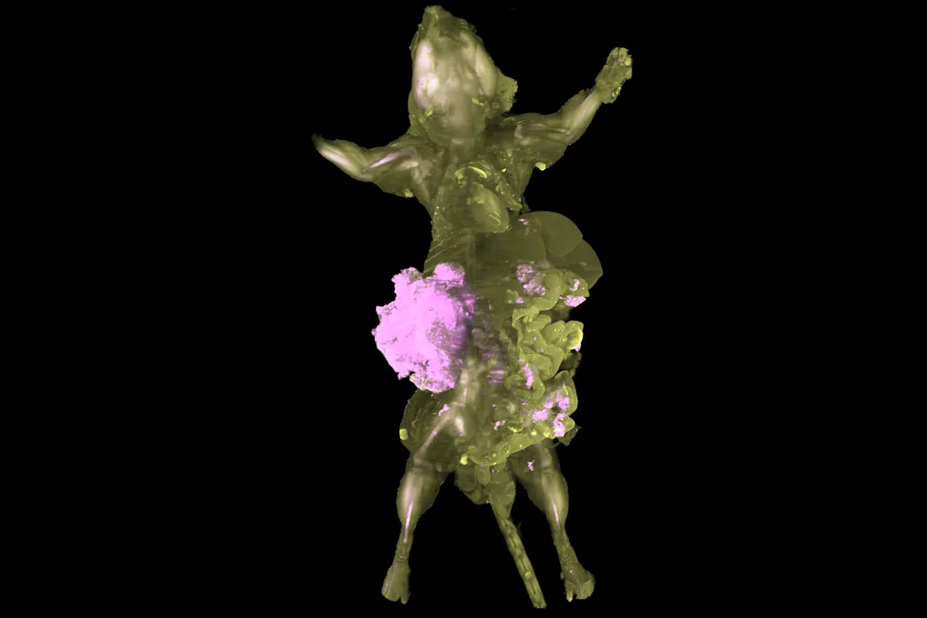 161116_Renca-mCherry_RedDot2_body.png