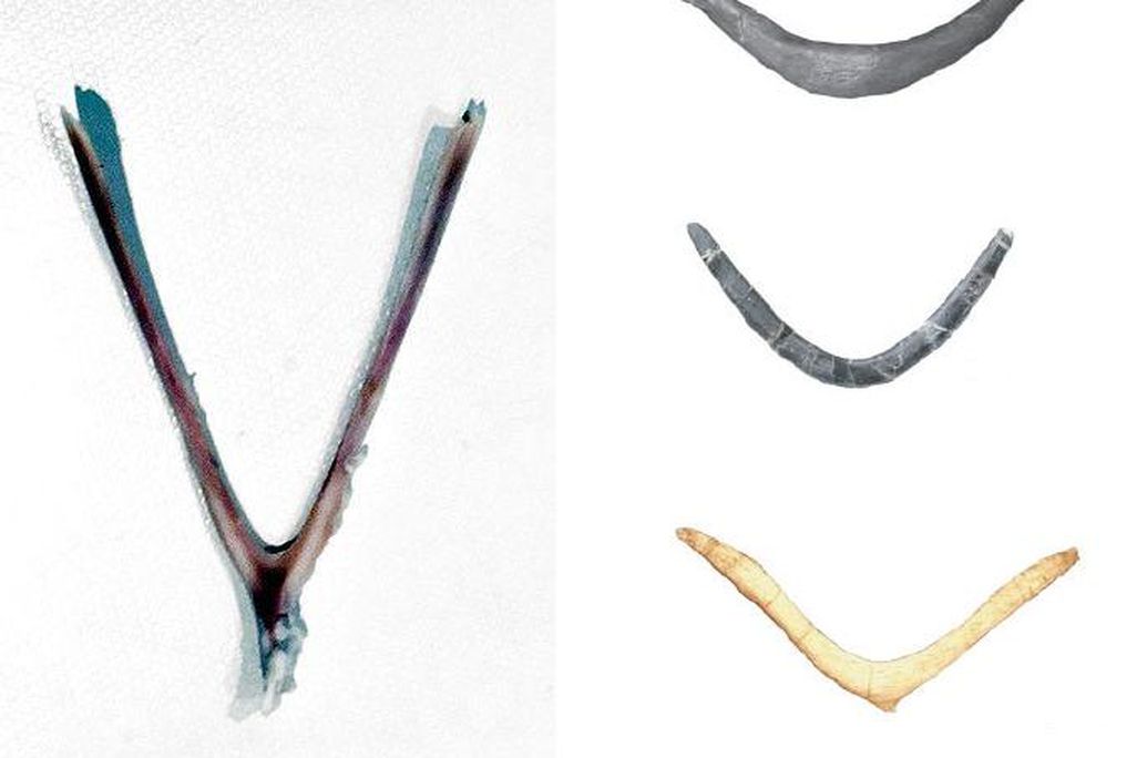 20110520083250dinosaur-wishbones.jpg