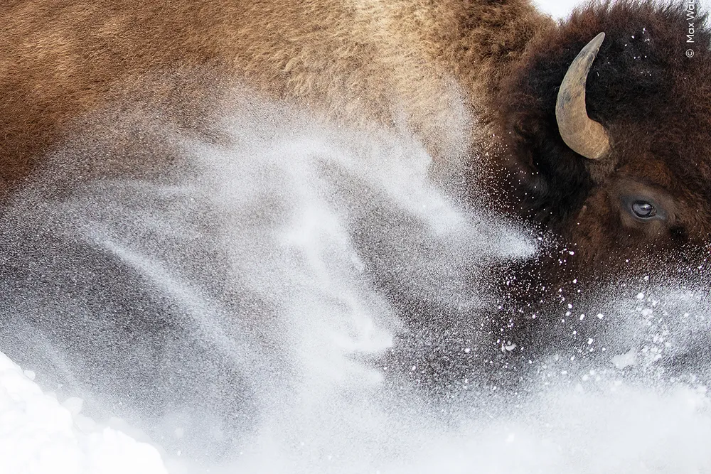 a close-up shot of the side of a bison's head and shoulders as it runs, with snow swirling around it