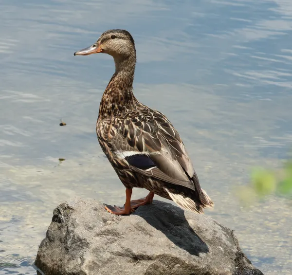 Mallard on a rock in July thumbnail