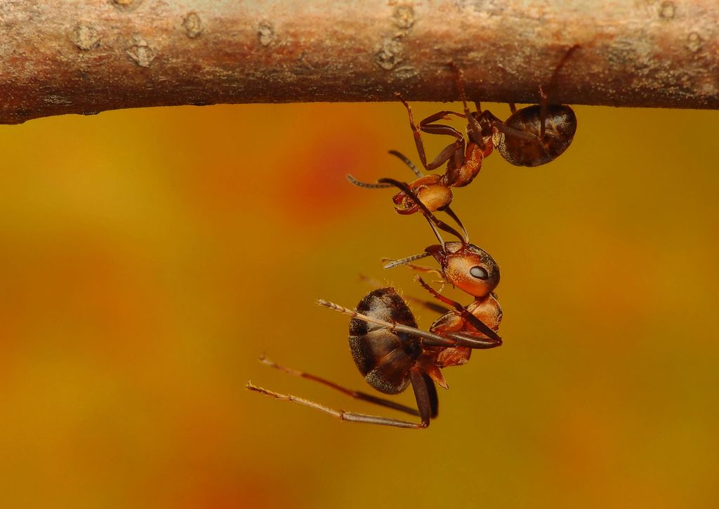 Red wood ant Formica polyctena Smithsonian Photo Contest