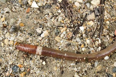 The invasive jumping worm will thrash and snap its body when touched.