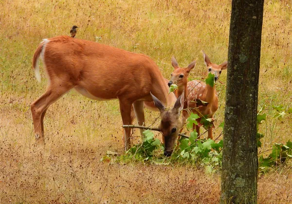 Momma deer and her twins thumbnail